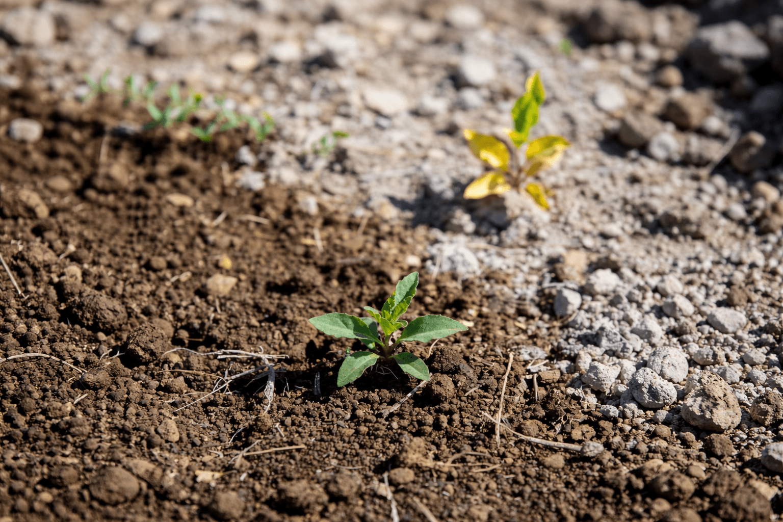 Empobrecimiento del suelo, efecto dilución y pérdida poscosecha: ¿que les ha pasado a las verduras? - SUPERSENTIALS