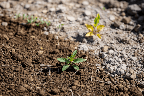 Empobrecimiento del suelo, efecto dilución y pérdida poscosecha: ¿que les ha pasado a las verduras? - SUPERSENTIALS