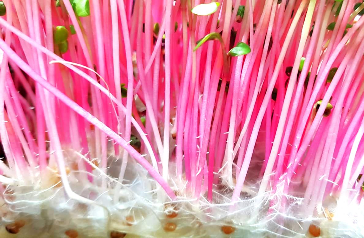 Trichoderma: un aliado natural contra el moho - SUPERSENTIALS