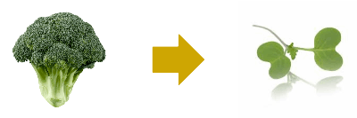 De la plante adulte à la micro-pousse