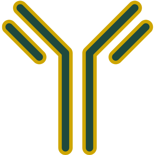 Antibody production