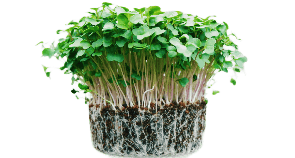 Micro-brocolis