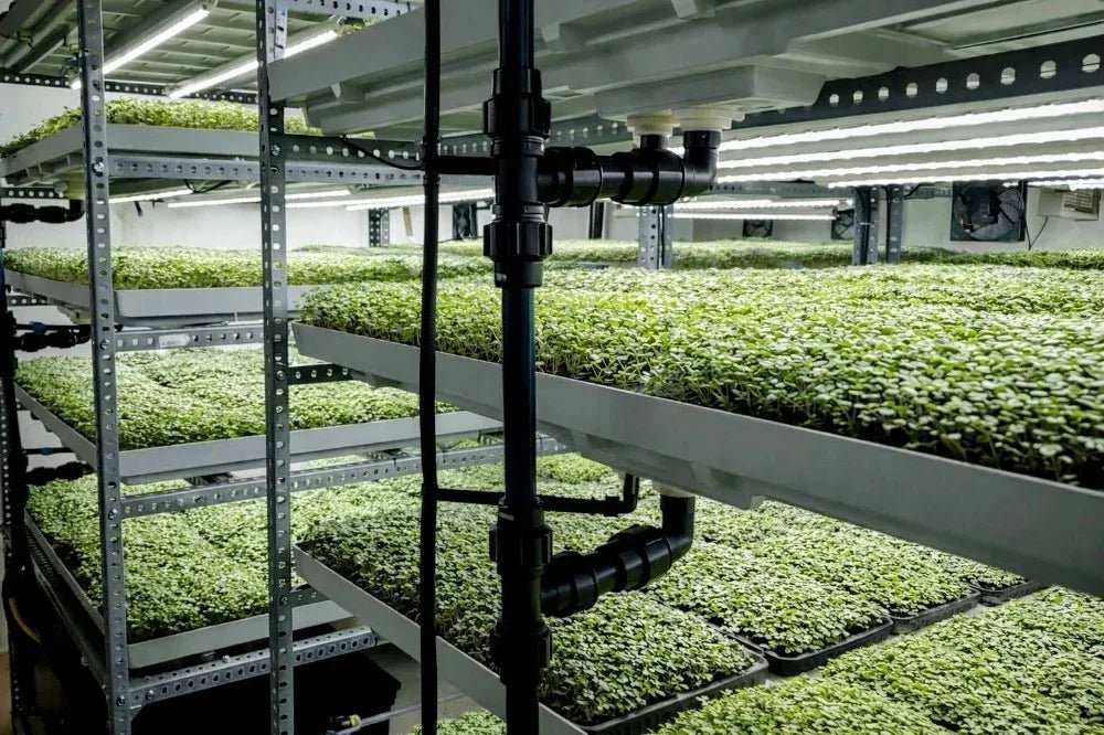Plateaux de micro-pousses en culture verticale